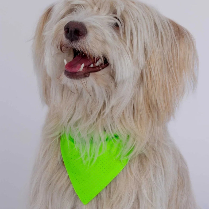 Bandana refletissant corail fluo pour chien marque GOFLUO modele securite visible en exterieur