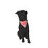 Bandana reflecteur corail fluo pour chien GOFLUO modele securite pour une meilleure visibilité en extérieur