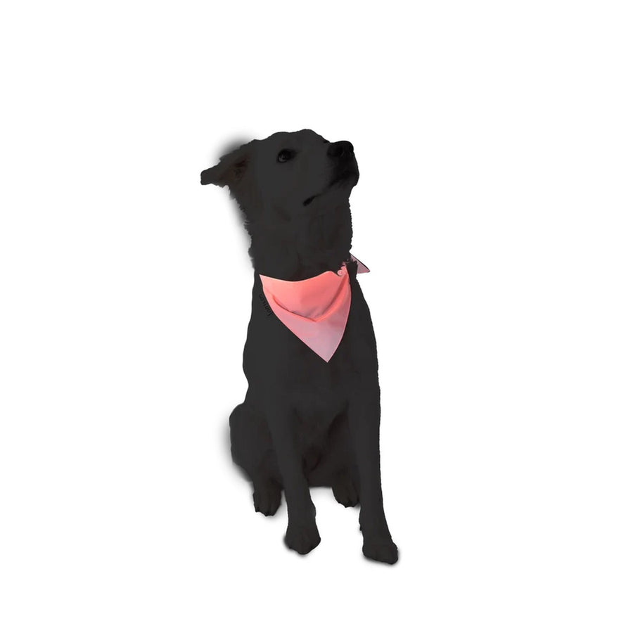Bandana reflecteur corail fluo pour chien GOFLUO modele securite pour une meilleure visibilité en extérieur
