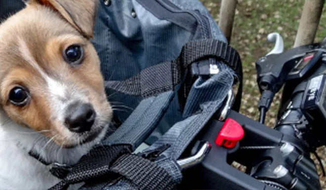 Den Hund mit dem Fahrrad ausführen