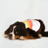 Gilet refletissant pour chien GoFluo garantissant securite et haute visibilite lors de vos sorties a velo