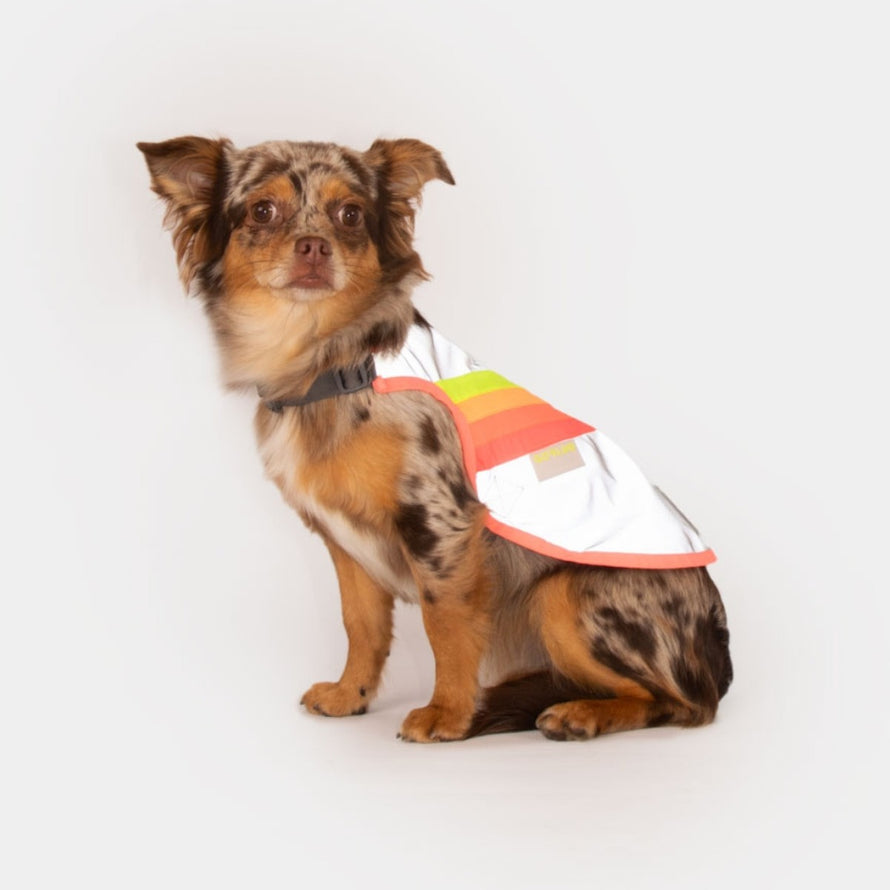 Gilet refletissant pour chien GoFluo modele, ideal pour la securite et la visibilite lors des sorties a velo