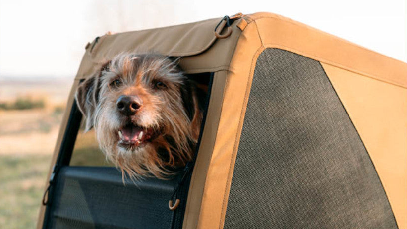 Chien qui marche à côté d'un vélo