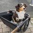 Chien assis dans remorque vélo avec laisse de sécurité Globeforyou pour promenade en toute sécurité